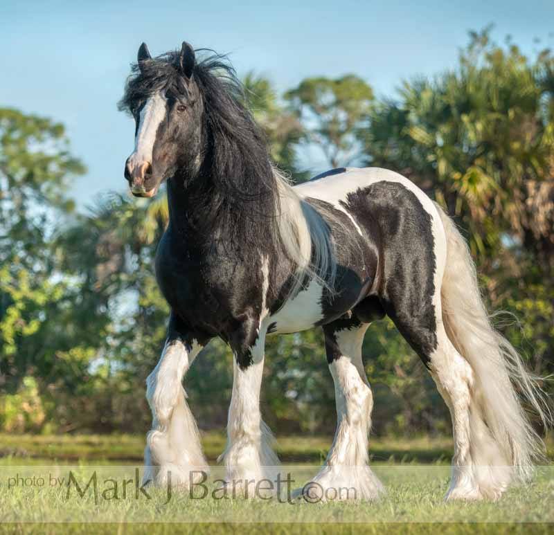 STAR owned by Janet Jansen @Mark J Barrett